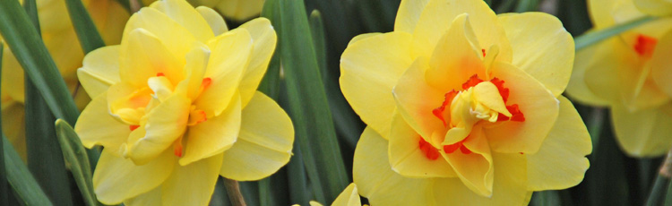 Double-Flowered-Daffodil-THUMB.jpg