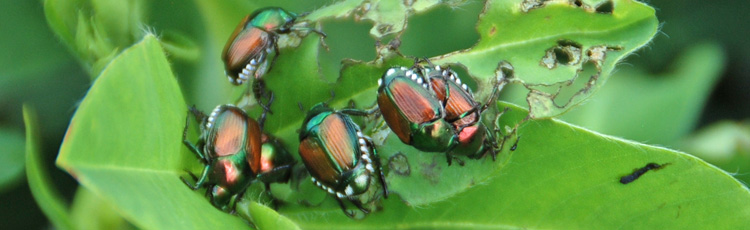 Japanese-Beetles-Invading-Raspberries-THUMB.jpg
