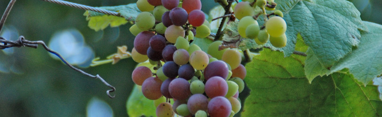 Fertilizing-Grape-Vines-THUMB.jpg