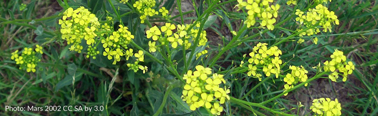Wild-Mustard-Growing-in-Flower-Bed-THUMB.jpg
