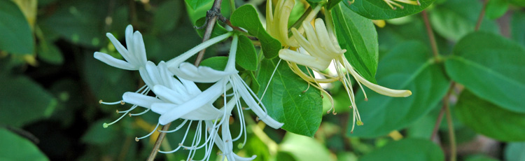 Honeysuckle-Flowers-Have-Changed-Color-THUMB.jpg