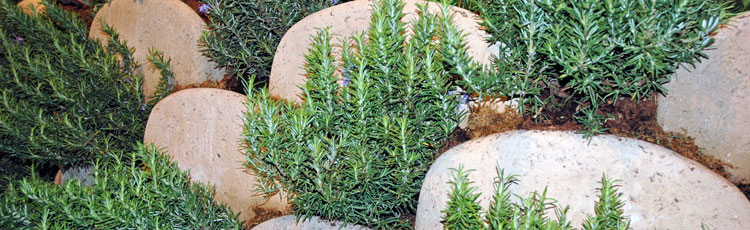 Growing-Rosemary-in-Zone-5-THUMB.jpg