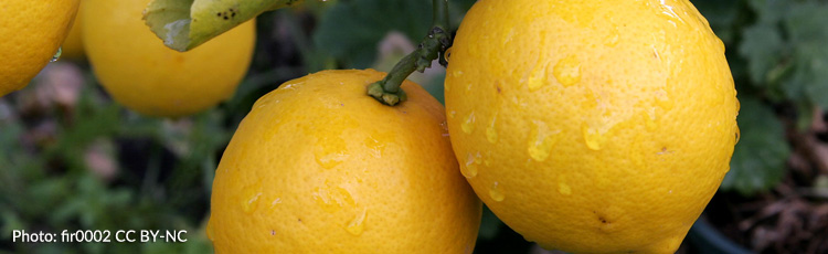 Misshapen-Fruit-on-Meyer-Lemon.jpg