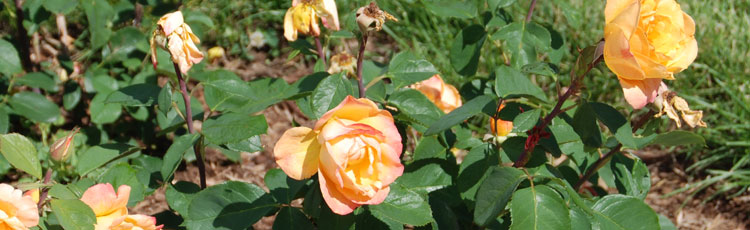 No-Repeat-Bloom-of-Roses.jpg