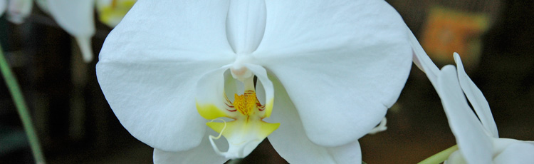 Keep-Orchids-Beautiful-and-Blooming-THUMB.jpg