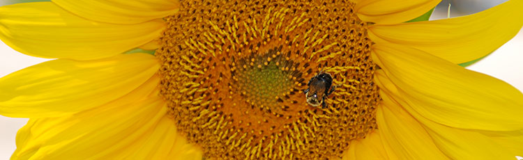 080520_A_Closer_Look_at_Sunflowers.jpg