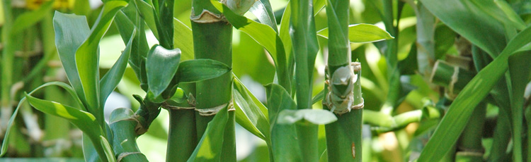 123114_Lucky_Bamboo_Plants.jpg