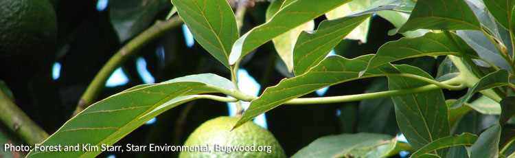 Brown-Spots-on-Avocado-Tree-Leaves.jpg