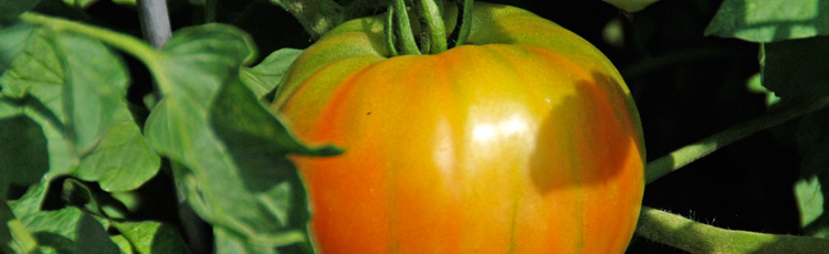 Ripening-Green-Tomatoes-THUMB.jpg