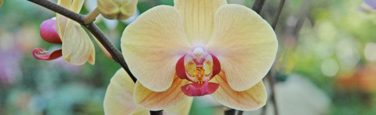 long-bloom-orchids.jpg