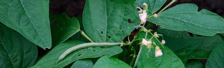 Are-Bush-Beans-Self-Pollinating---THUMB.jpg