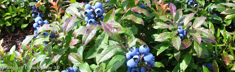 062716_Harvesting_and_Preserving_Blueberries.jpg