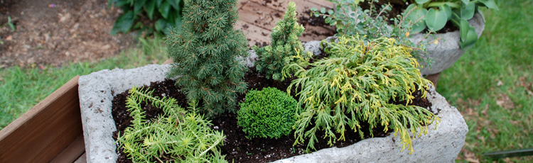 2011_229_MGM_Grow_a_Container_Garden_filled_with_Evergreens.jpg