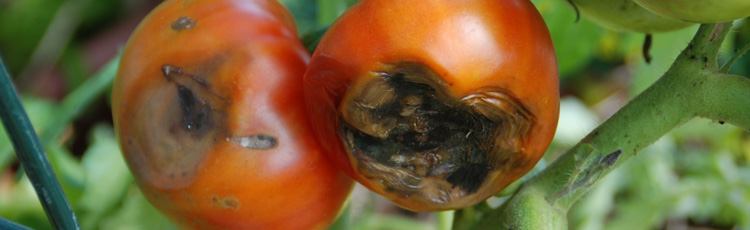 2010_64_MGM_Blossom_End_Rot_on_Tomatoes.jpg