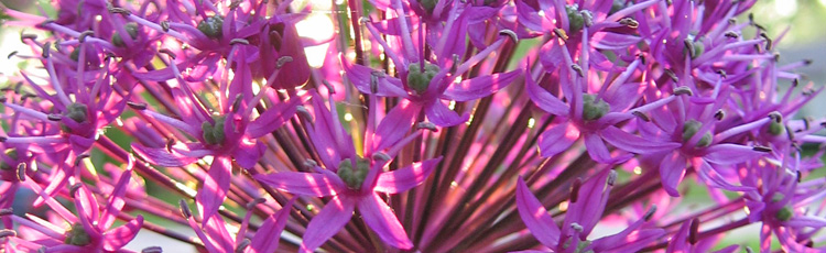 Weak-Flower-Stems-on-Alliums-THUMB.jpg