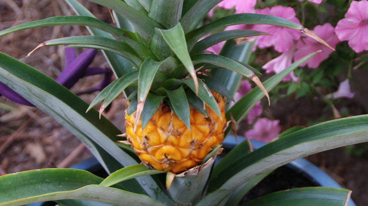Growing-Pineapple.jpg