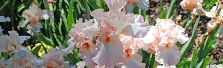 Irises-Have-Never-Bloomed.jpg