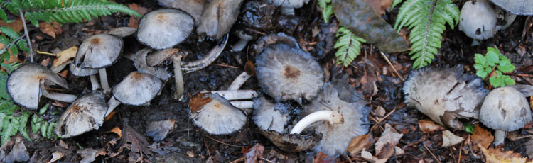 Mushrooms-Growing-Where-Tree-Was-Removed.jpg