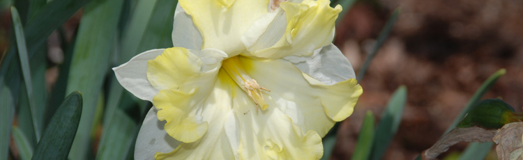 092217_A_Variety_of_Daffodils_for_the_Garden.jpg