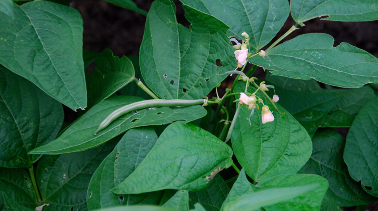 Are-Bush-Beans-Self-Pollinating.jpg