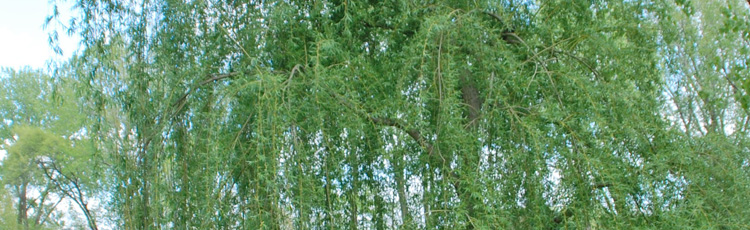 030714_Birth_Tree_March_1_through_10_Weeping_Willow.jpg