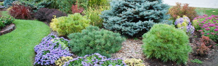 Landscaping With Evergreens Melinda, Landscaping With Evergreens And Perennials