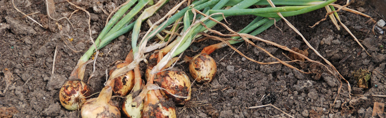 2011_235_MGM_Harvesting_Onions_and_Potatoes.jpg
