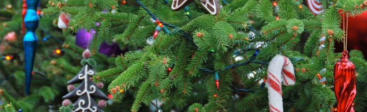 121214_Keeping_Your_Christmas_Tree_Watered.jpg