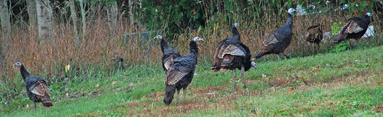 050620_Managing_Wild_Turkeys.jpg