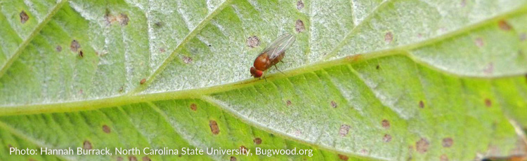 062317_Spotted_Winged_Drosophila_Pest_on_Fruit.jpg