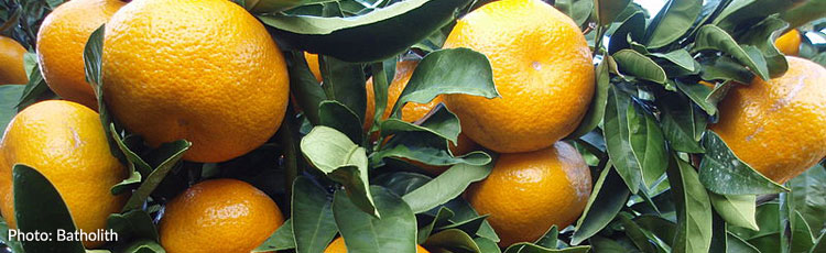 Small-Indentations-of-Trunk-of-Satsuma-Mandarin-Orange-Tree.jpg