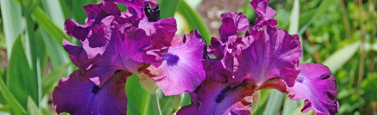 How-to-Hybridize-Irises.jpg