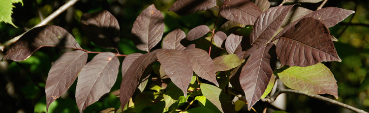 Shriveled-Leaf-Tips-on-Ash-Tree-THUMB.jpg