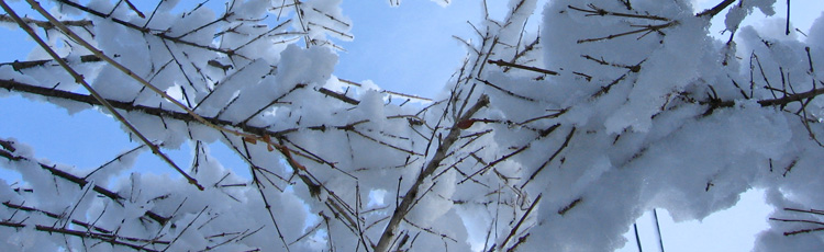 Prevent-Snow-From-Crushing-Shrubs-THUMB.jpg