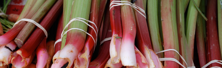 When-to-Harvest-Rhubarb-THUMB.jpg