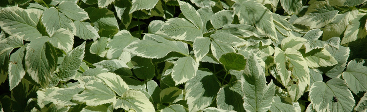 Variegated-Snow-on-the-Mountain-Turning-Green-THUMB.jpg