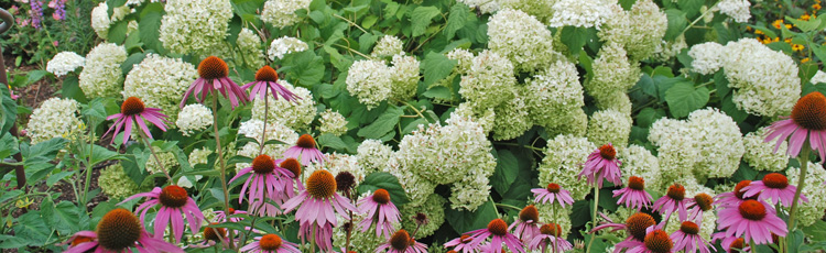 082817_Summer_Blooming_Hydrangeas-THUMB.jpg