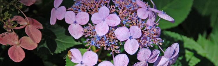 No-Flowers-on-Hydrangea-THUMB.jpg