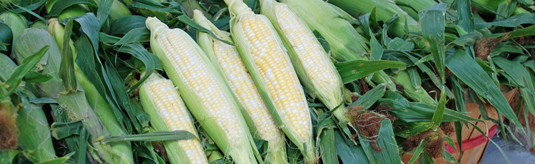 043014_Maximize_Your_Sweet_Corn_Harvest.jpg