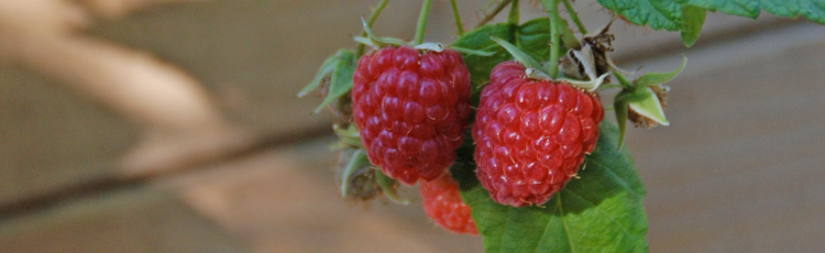 2011_251_MGM_Harvest_and_Care_of_Fall_Raspberries.jpg