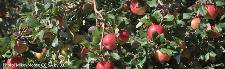Honeycrisp-Apple-Tree-Has-Never-Bloomed.jpg