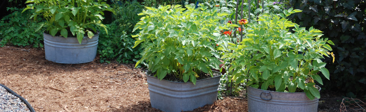 041614_Grow_Potatoes_in_the_Garden_or_Container.jpg