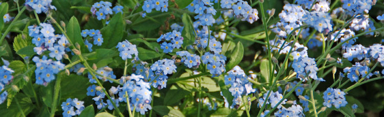 Growing-Forget-Me-Not-THUMB.jpg