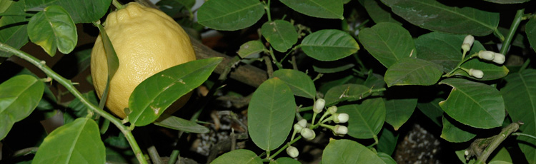 Coaxing-Lemon-Tree-to-Flower-and-Fruit-THUMB.jpg