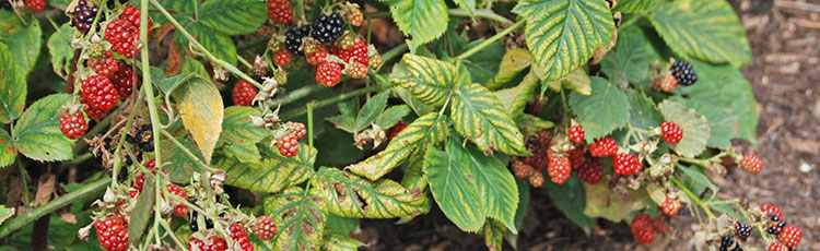 072020_Harvesting_Blackberries.jpg