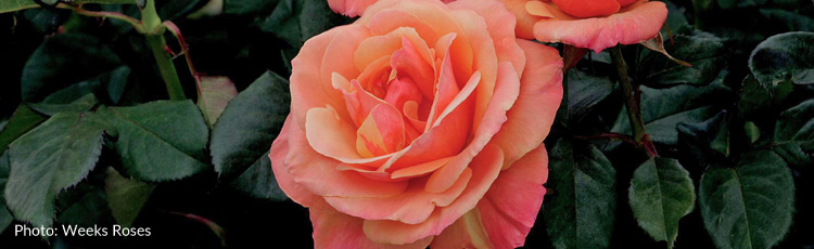 032316_Downton_Abbey_Roses.jpg