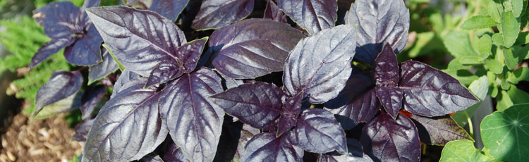 050218_Purple_Leaf_Basil_Varieties.jpg