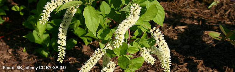 Summer Blooming Virginia Sweetspire Itea Virginica For Sun Or Shade Melinda Myers,How Long Do Bettas Live